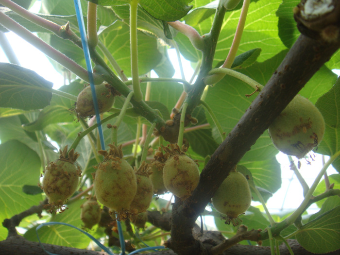제시골드의 증상에 대하여...